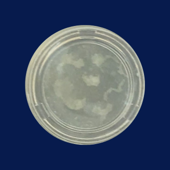 Tonsil organoid in a petri dish
