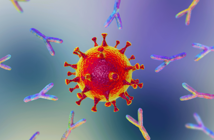 b cell surrounded by antibodies
