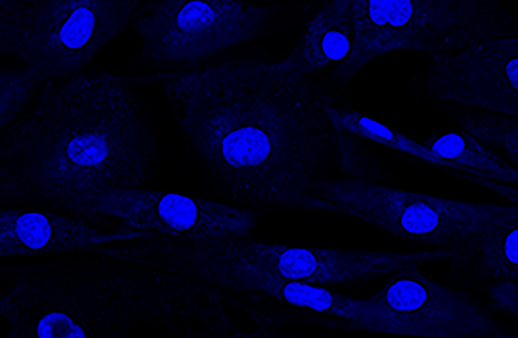 confocal microscope image